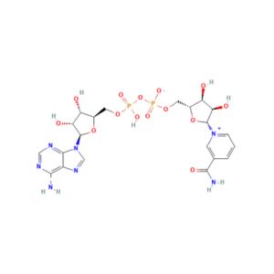 NAD+ Structure